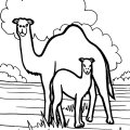 Семья верблюдов на прогулке. Раскраски для мальчиков и девочек с животными.