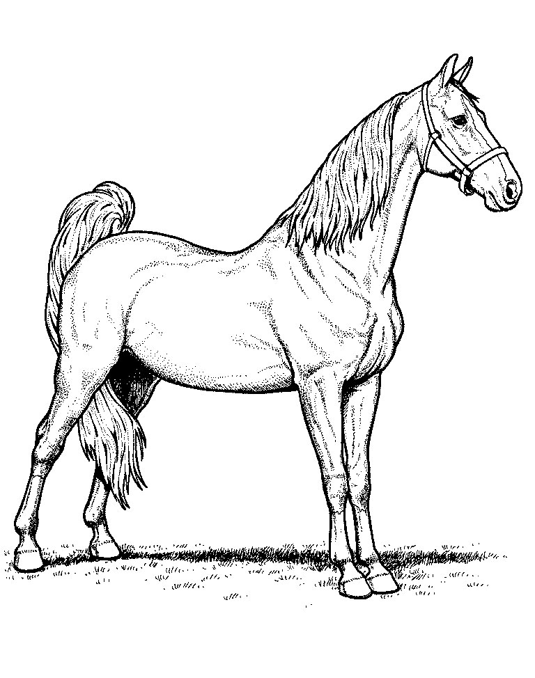 Интересные и полезные раскраски лошади для маленьких художников