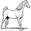 Интересные и полезные раскраски лошади для маленьких художников