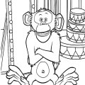Веселая обезьянка любит веселить народ.