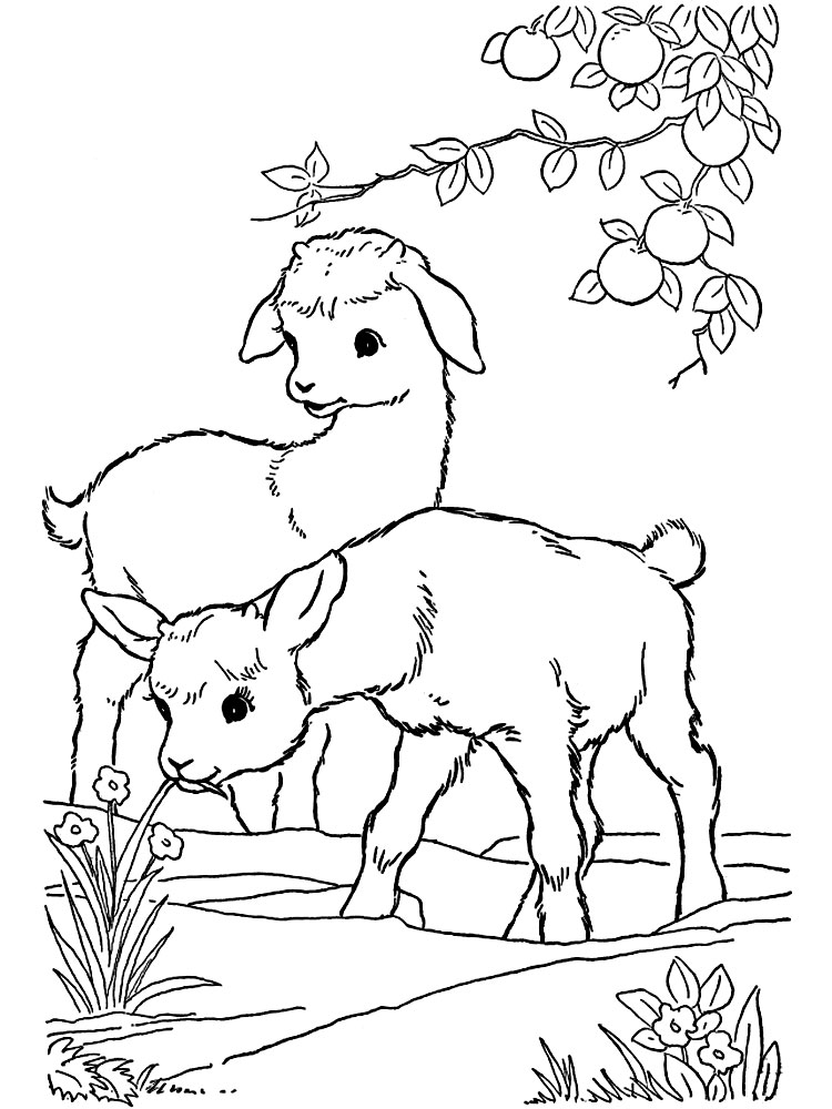 Симпатичные козлята. Детские раскраски про животных с фермы.