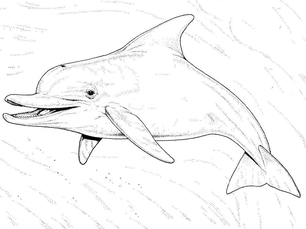 Улыбающийся дельфин. Раскраски для мальчиков и девочек с дельфинами.