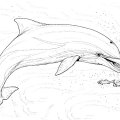 Дельфин весело проводит время. Раскраски для детей с дельфинами.