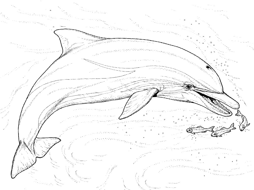 Дельфин весело проводит время. Раскраски для детей с дельфинами.